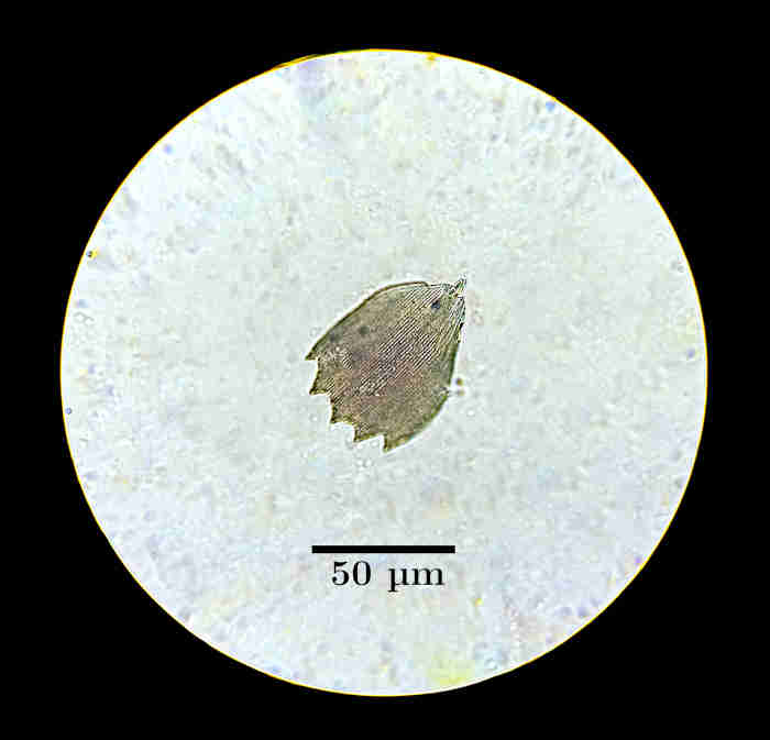 Butterfly wing scale