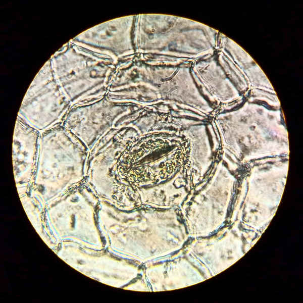 Stomata of Crassula Ovata